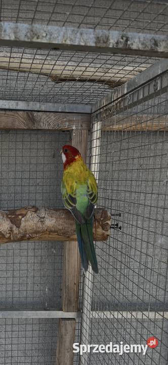 Rozelle białolice Sośnicowice