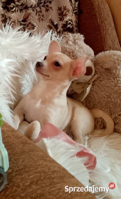 Chihuahua chłopiec małopolskie Szczucin