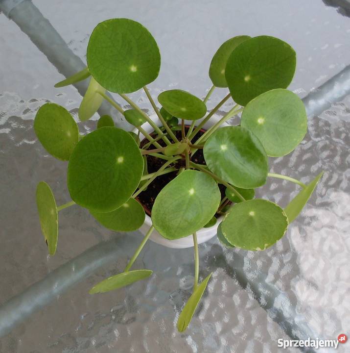 Kwiatek domowy Pieniążek Poznań sprzedam