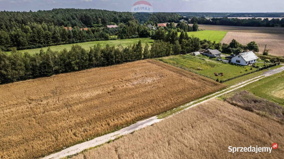 Kicin kPoznania3007 mKapitał rosnący w ciszy polna Sprzedaż sprzedam
