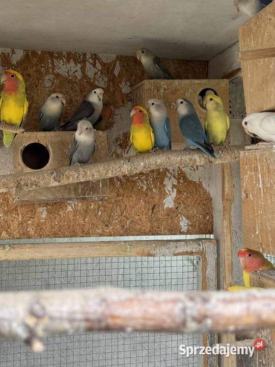 Sprzedam różne gatunki papug Rączna sprzedam