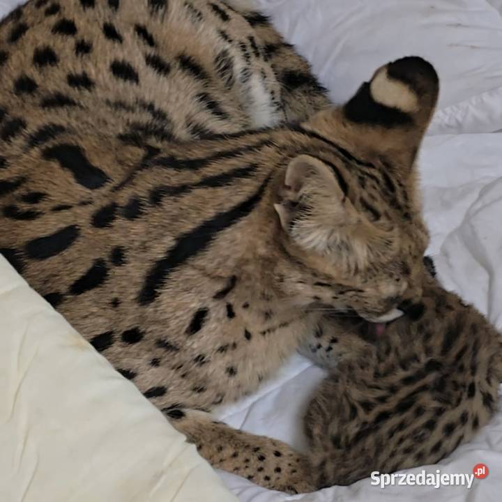 Serwal Afrykański Józefów