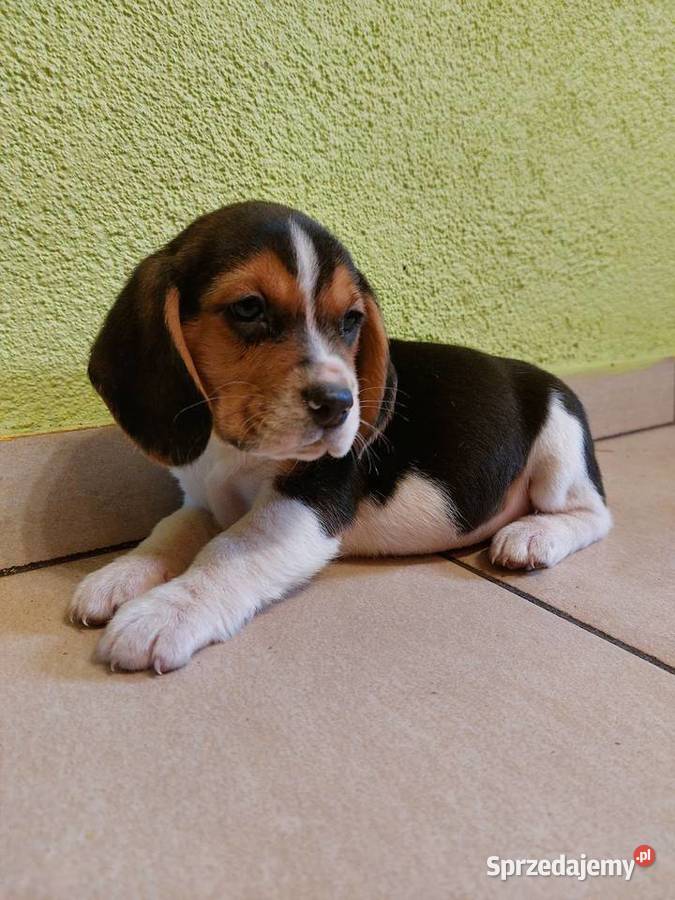 Beagle szczenięta beagle pieski suczki Głogówek