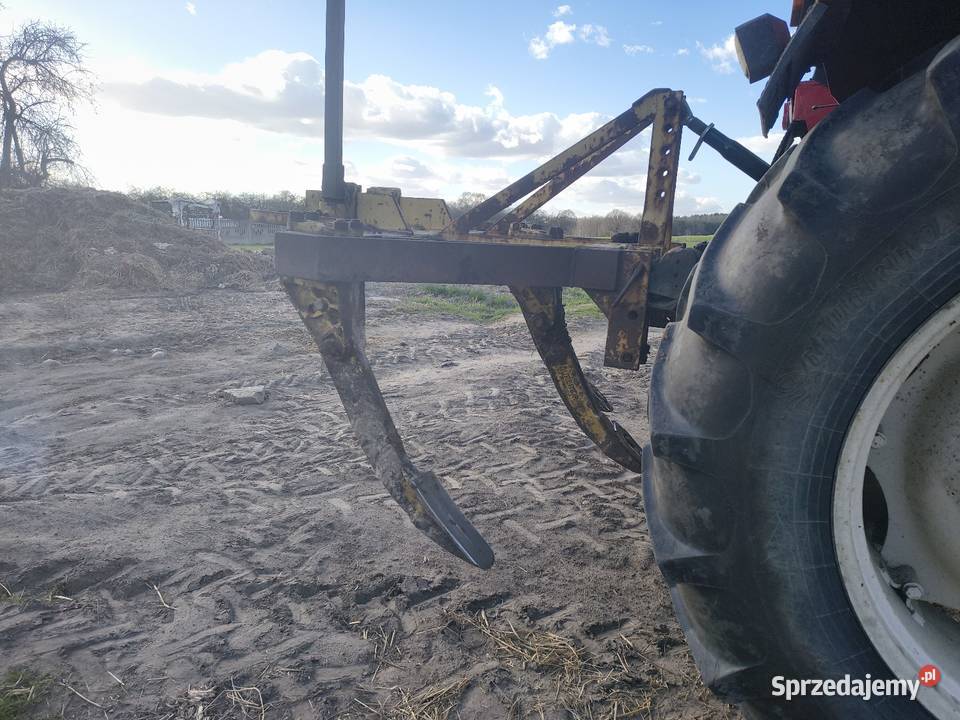 Głębosz trójka Dryja