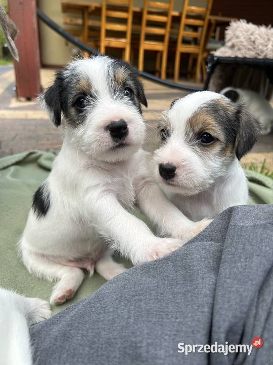 Szczenięta Parson Russell Terrier Zwierzęta Leszno