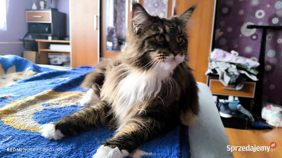 Maine coon kotka drapak kuweta klatka śląskie Wieszowa