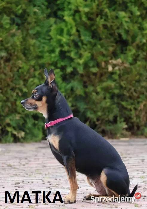 Pinczerki Pinczer Miniaturowy Zapowiedź Miotu Kazimierz Biskupi