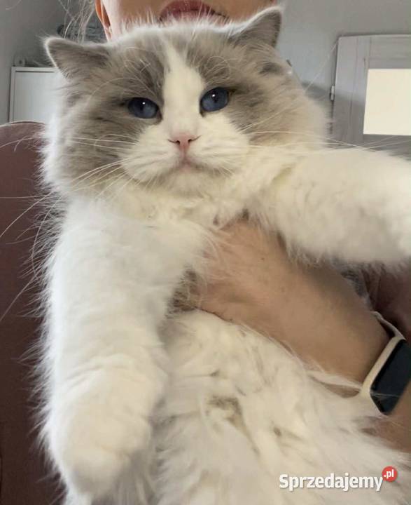 Ozzy Ragdoll Ragdoll Malbork sprzedam