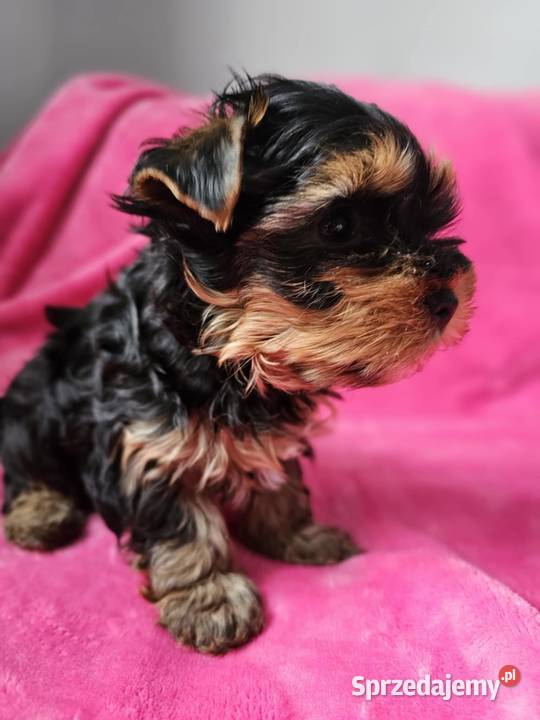 Suczka Yorkshire Terrier Częstochowa