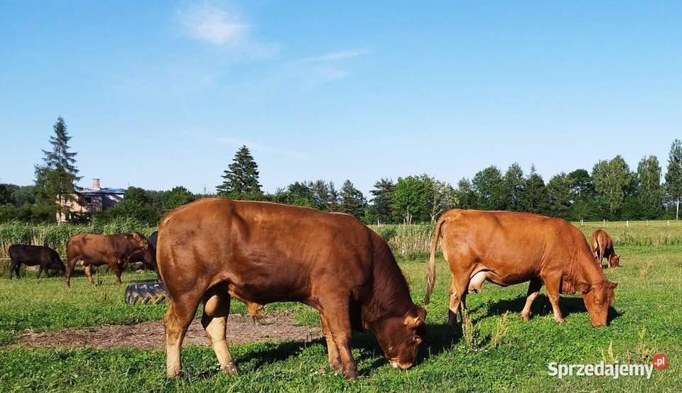 Bydło mięsne byki jałówki krowy Orneta