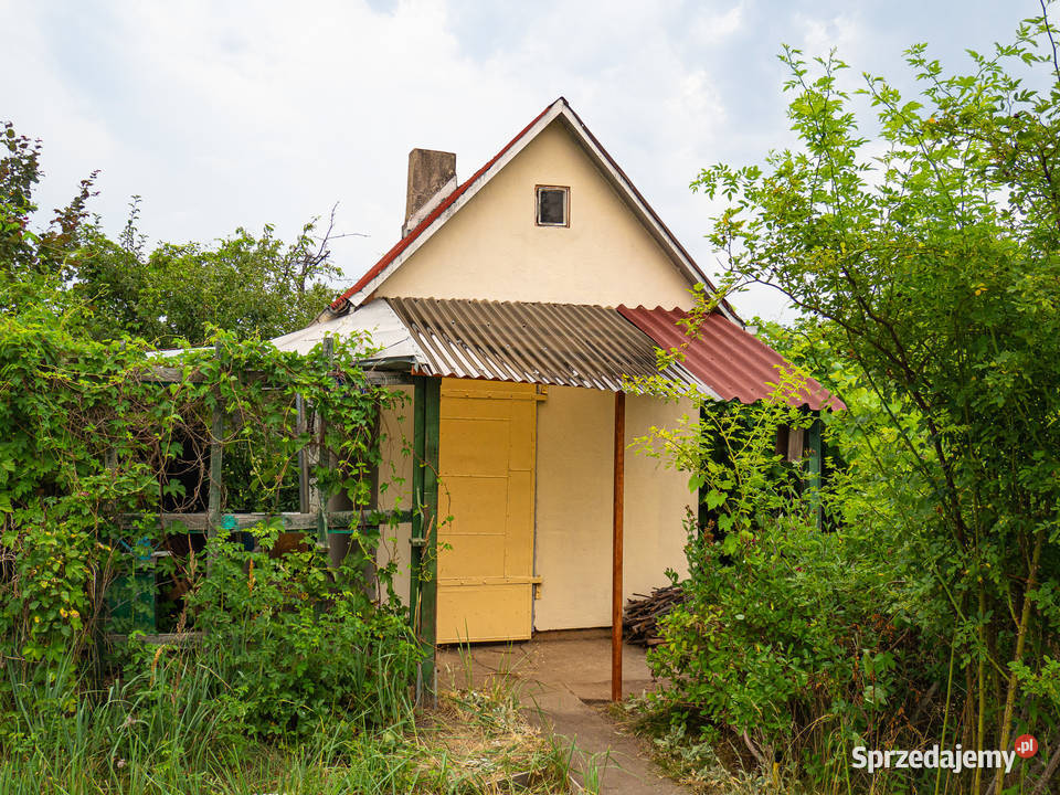 Działka w ROD Złocień ruokliwy solidny domek