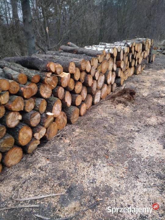 Drewno opałowe Skępe sprzedam