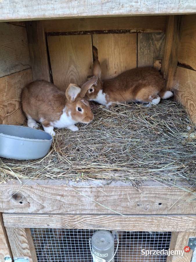 Kroliki meklemburskie Zwoleń
