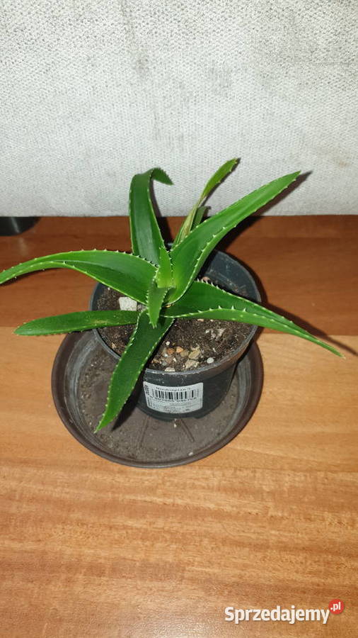Aloes zielony sukulent Warszawa