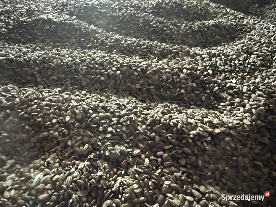 Seradela 2025 petkusie zbiór dwuetapowy Pozostałe Aleksandrówka