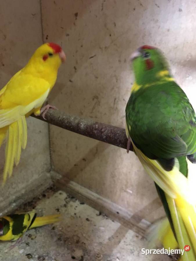 Papugi kozie Mondrolotki sprzedam Głowno sprzedam