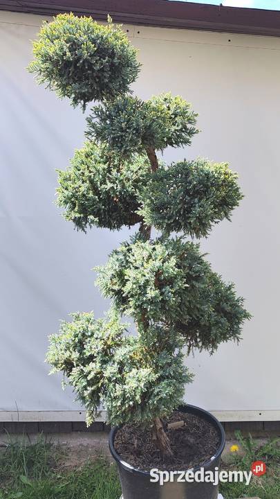Bonsai Niwaki jałowiec łuskowy Holger