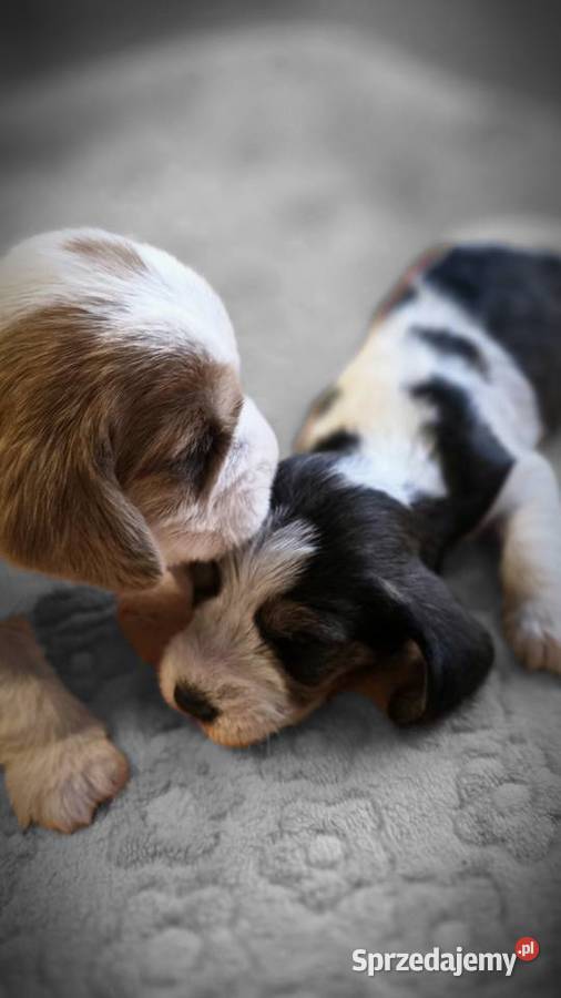 Petit Basset Griffon Vendeen Pozostałe
