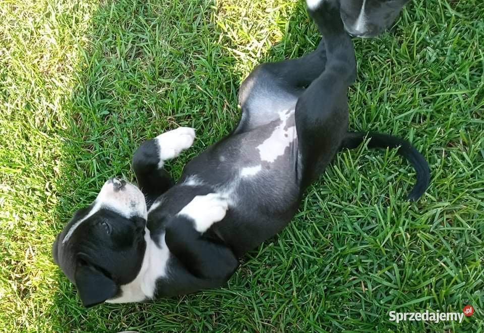 Suczka rasy pitbull mazowieckie Mława