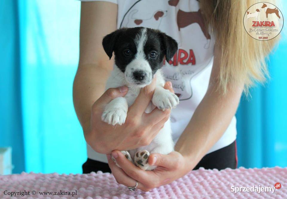 Szczenię Jack Russell Terrier Jesień 2026 Ruda Śląska
