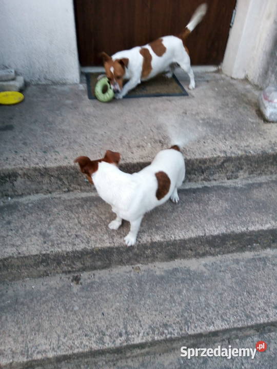 Jack Russell Terrier suczka Jack Russell Terrier