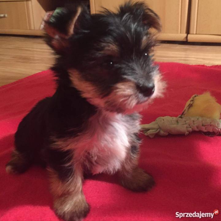 Yorki York sprzedam