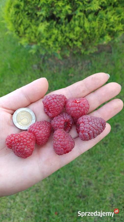 Sadzonki malinPolana Duże soczyste słodkie owoce Roźwienica
