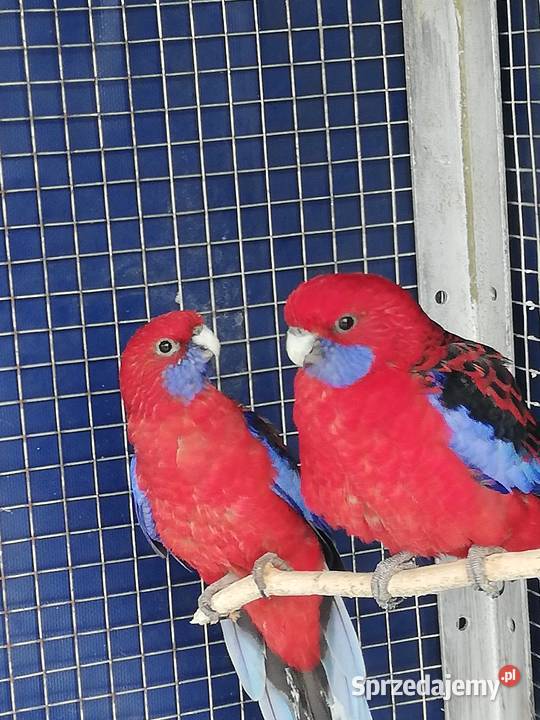 Rozella królewska Piotrkowice Wielkie