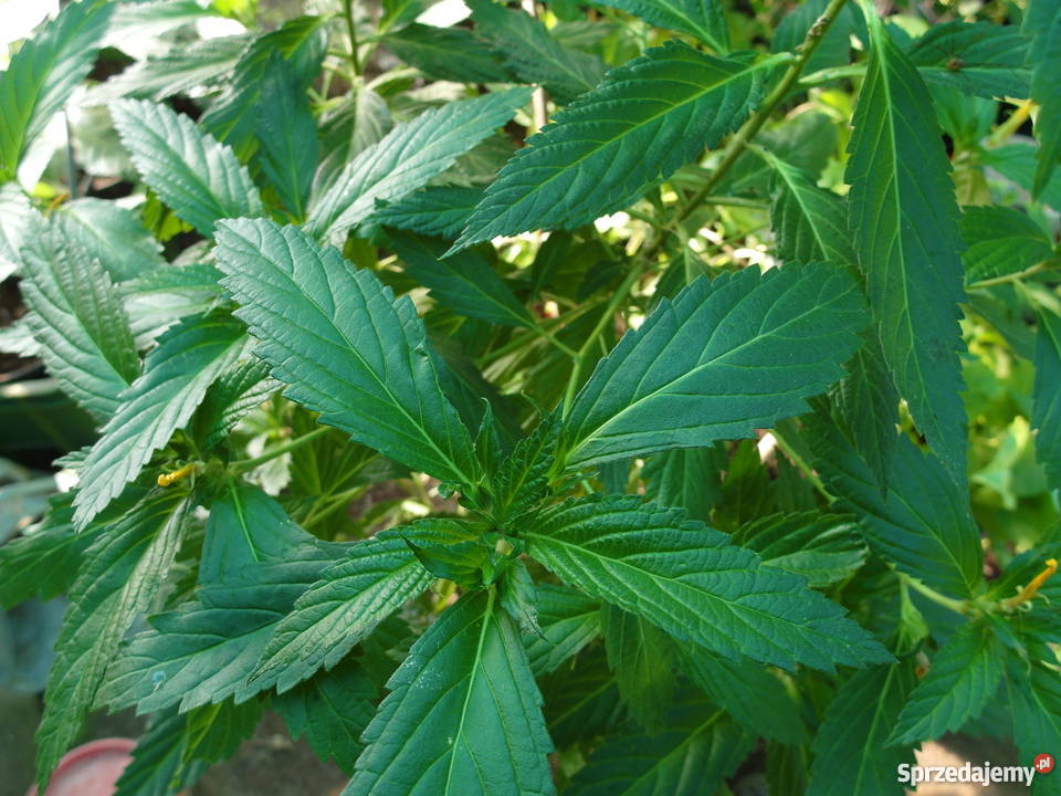 Damiana Turnera diffusa nasiona Gostyń