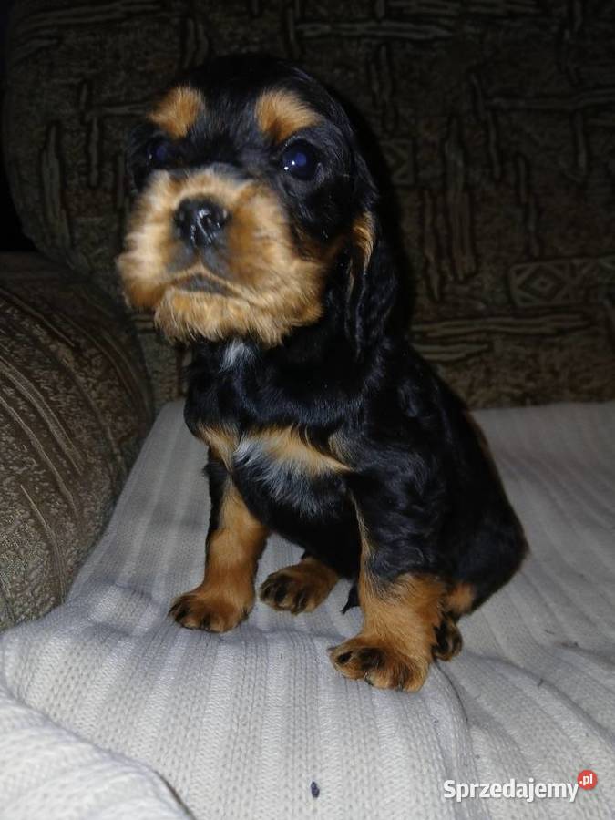 Śliczne Szczenięta Cocker Spaniel Angielski Sieradz