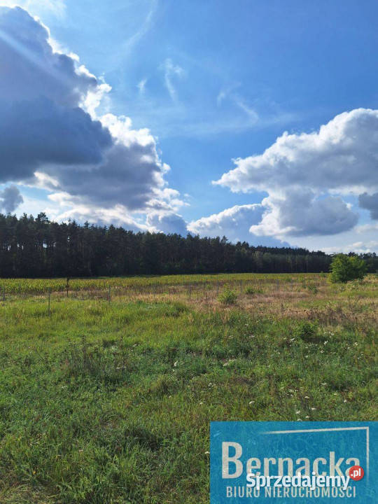 Działka budowlana Sprzedaż Domanice