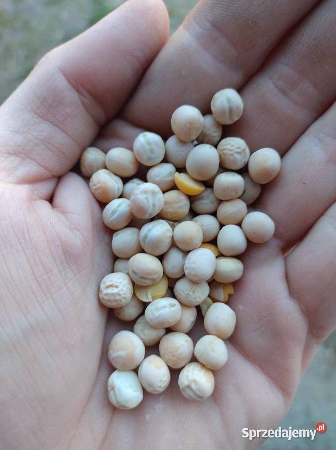 Groch siewny Astronaute centrali Julianów