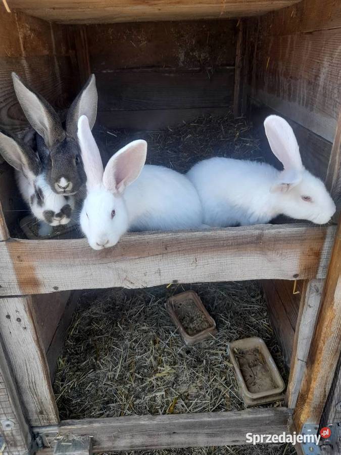 Króliki króle młode i dorosłe Bęczyn