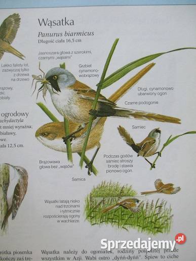 Nasza przyroda rośliny i zwierzęta Łódź