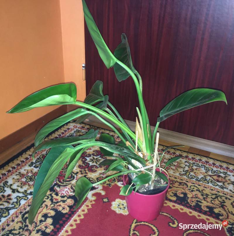 Piękny Philodendron Filodendron Congo Apple duży Zielone