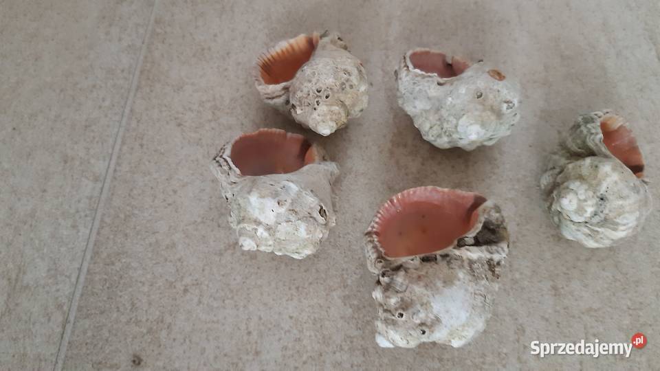 Muszle naturalne wyściełane masą perłową Wrocław
