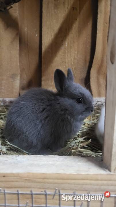 Sprzedam króliki miniaturki Króliki Tarzymiechy Trzecie