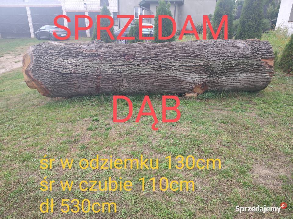 Dąb Kłoda monolity blaty stoły 130 średnica Siennica sprzedam