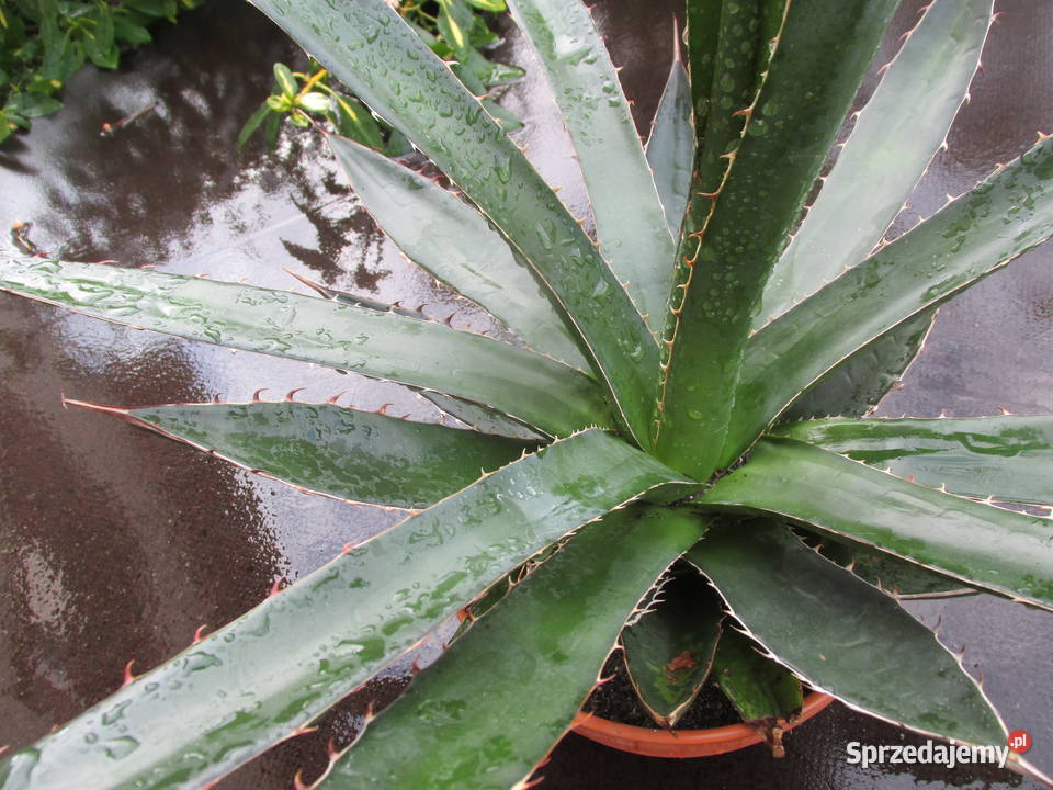 Odhodowana ponad 6letnia agawa z Meksyku Agave Pozostałe małopolskie Kraków