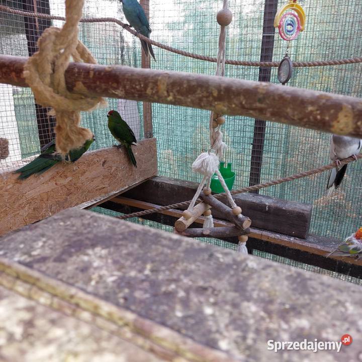 Sprzedam papugi dolnośląskie Serby