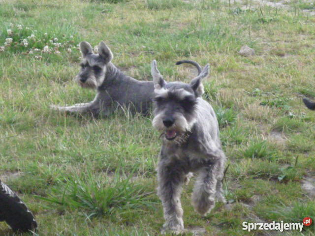 Sznaucer Miniaturkakrycie Sochaczew