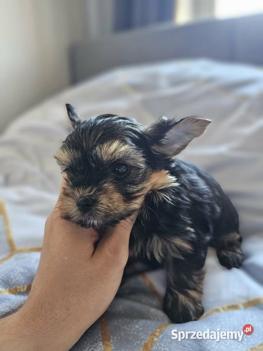 Samiec Yorkshire Terrier Częstochowa sprzedam