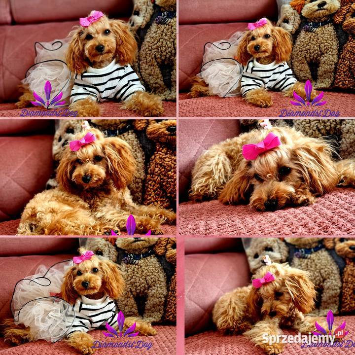 Dostępna sunia xxs teacup pudel toy Pozostałe Jasło