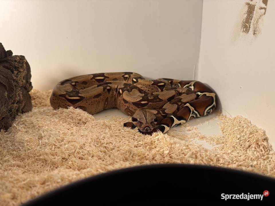Boa Constrictor Guyana Gady i płazy