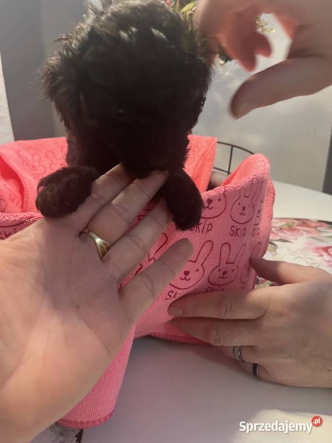 Pudel miniatura samiec Milicz