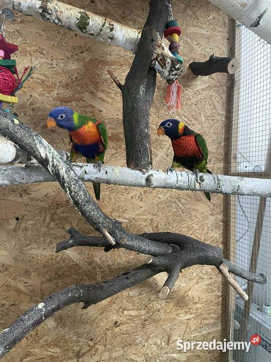 Lorysy para ręcznie karmione Lubliniec