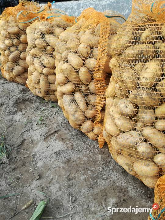 Ziemniaki aster żółty Wojsławice