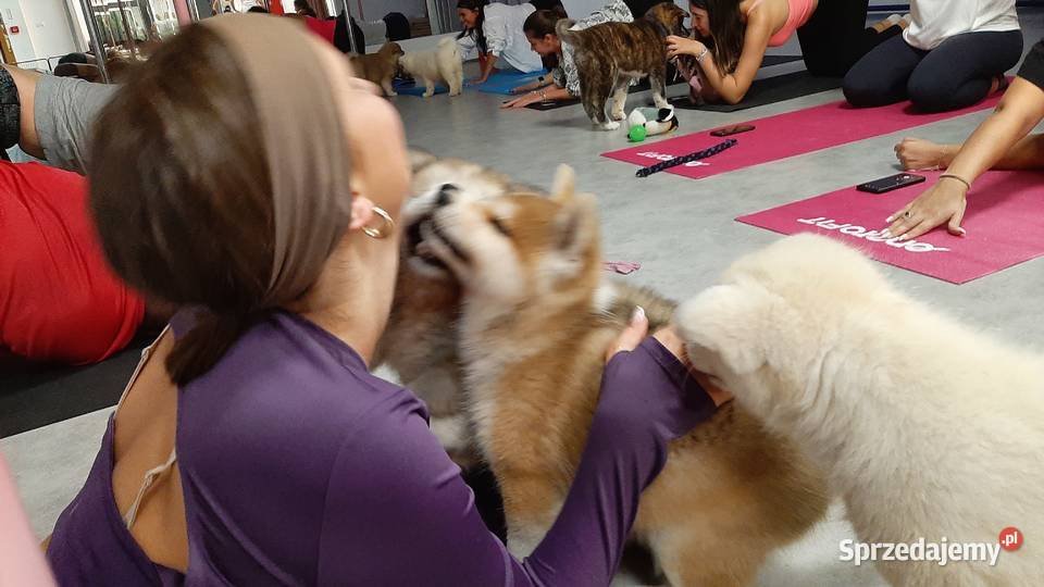 FCI Akita Inu czerwone i białe zoopsychologa Zwierzęta Warszawa