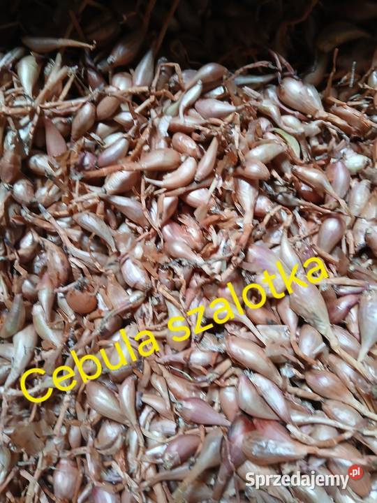 Cebula szalotka Skępe