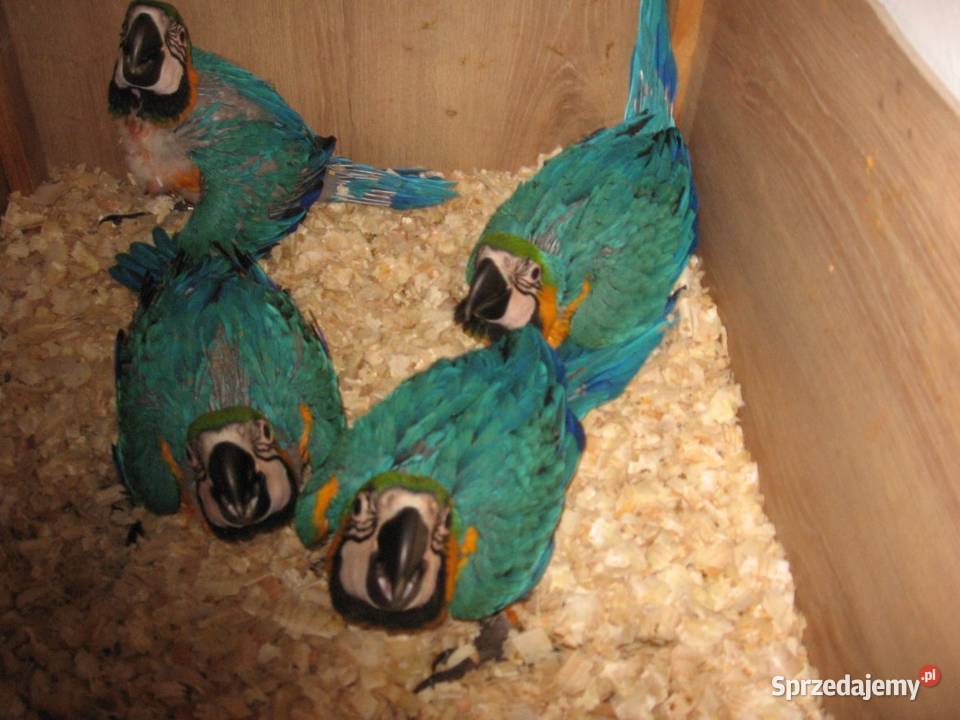 Ararauna oswojona ręcznie karmiona Paniówki